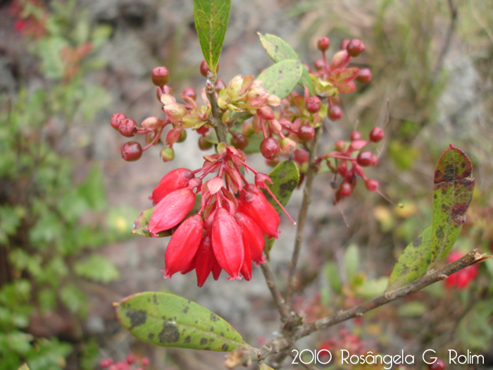 Gaylussacia brasiliensis