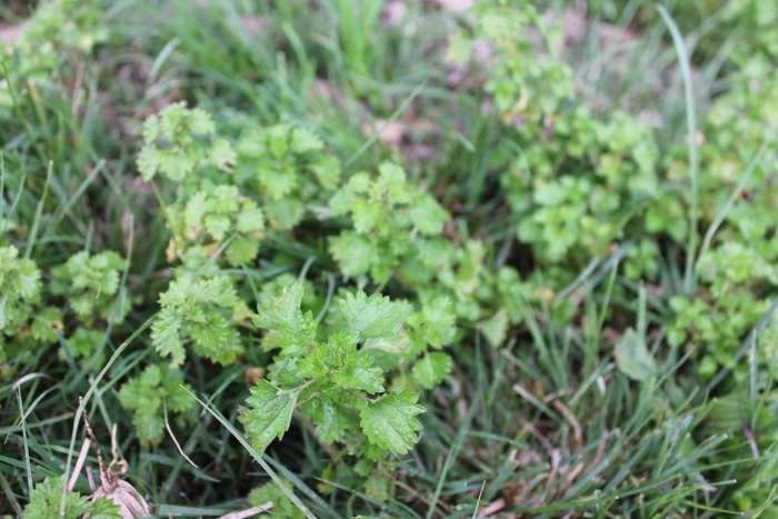 Urtica circularis