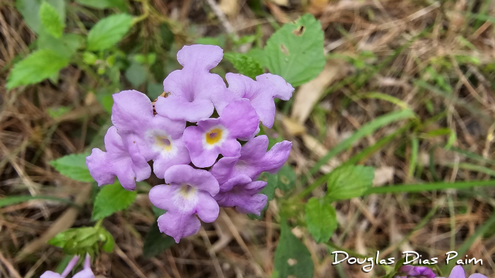 Lantana montevidensis