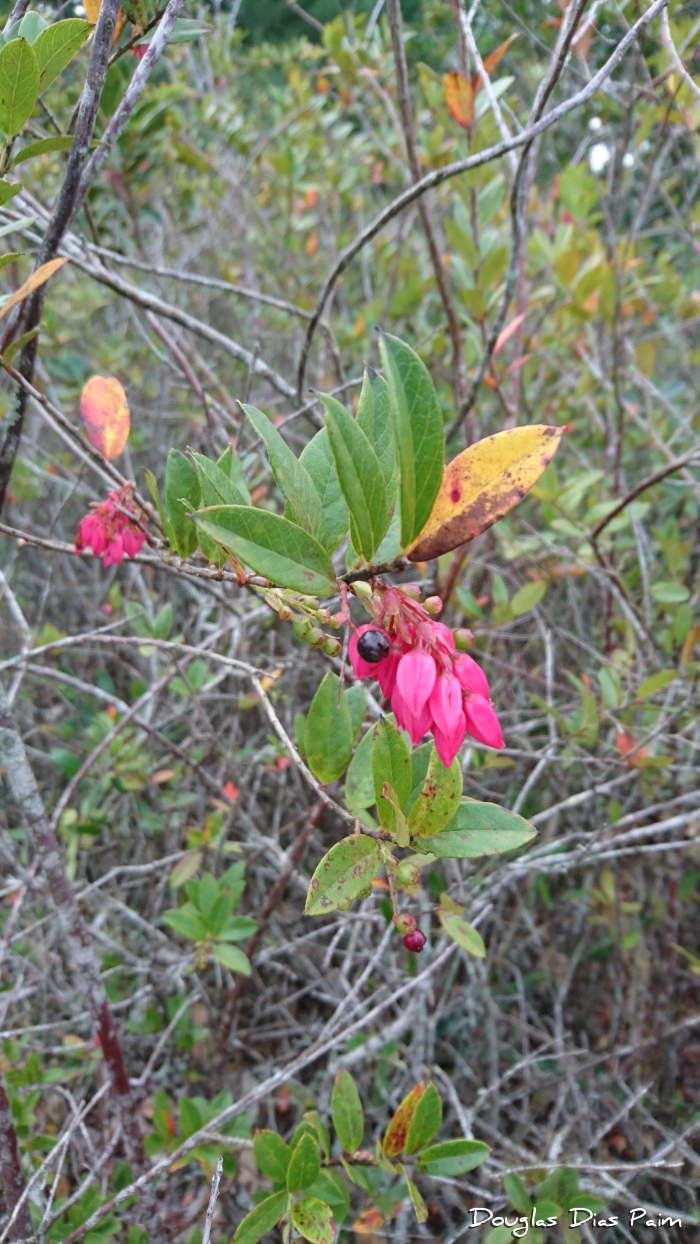 Gaylussacia brasiliensis