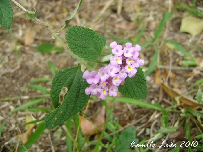 Lantana montevidensis