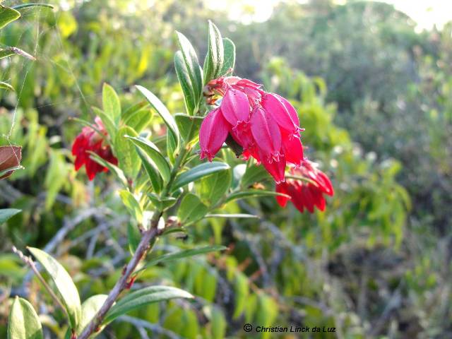 Gaylussacia brasiliensis