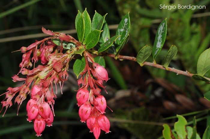 Gaylussacia brasiliensis