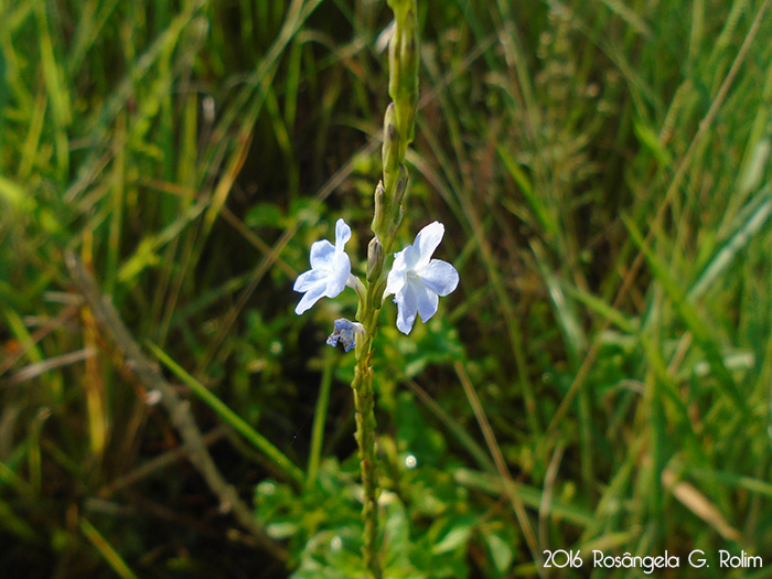 Stachytarpheta cayennensis