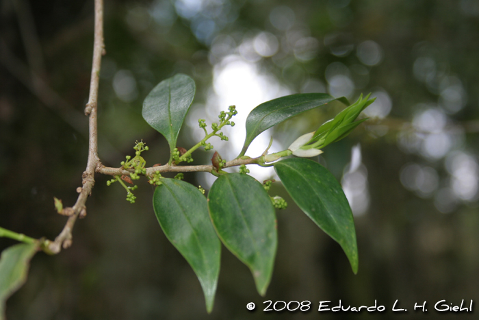 Griselinia ruscifolia