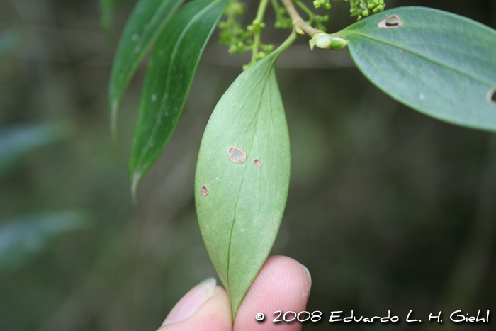 Griselinia ruscifolia