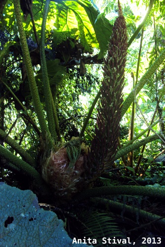 Gunnera manicata