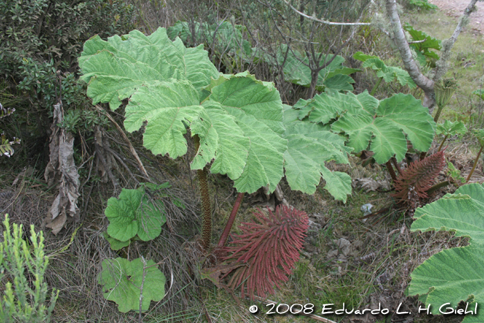 Gunnera manicata