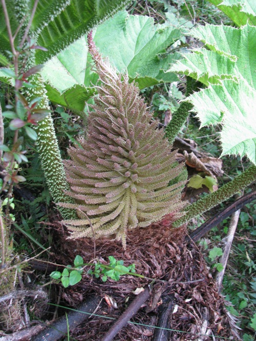 Gunnera manicata