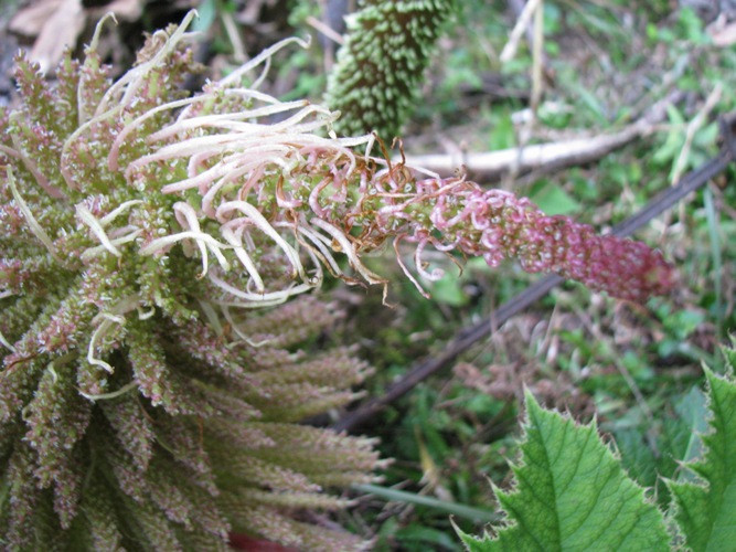 Gunnera manicata