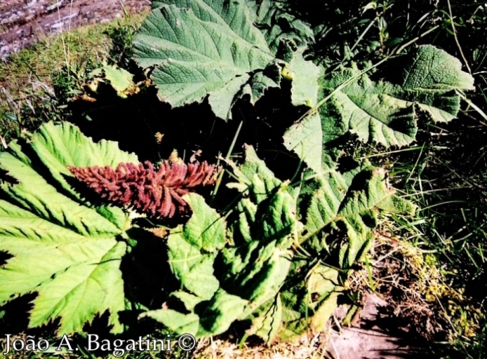 Gunnera manicata