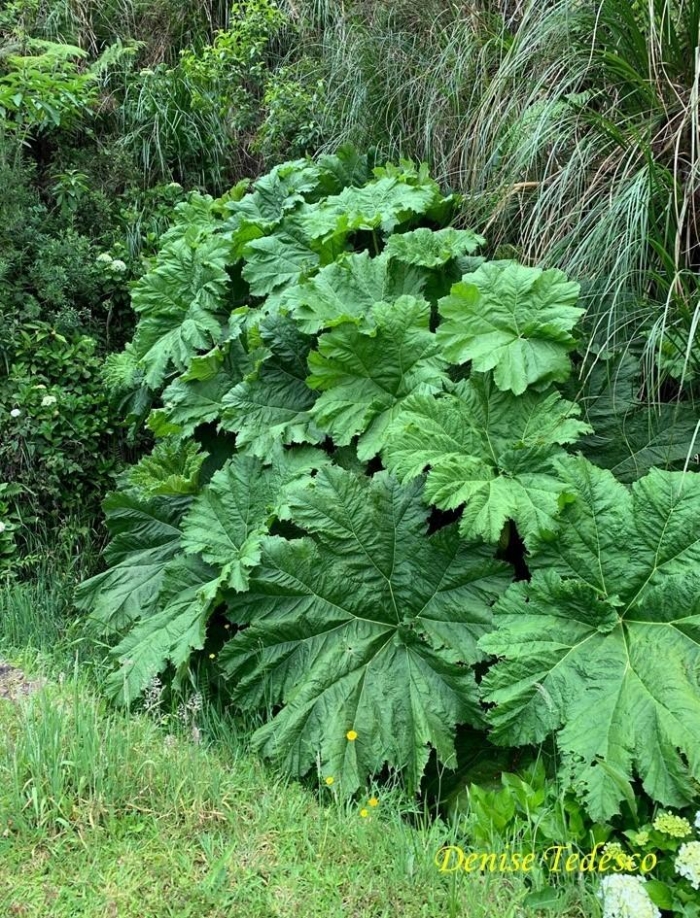 Gunnera manicata