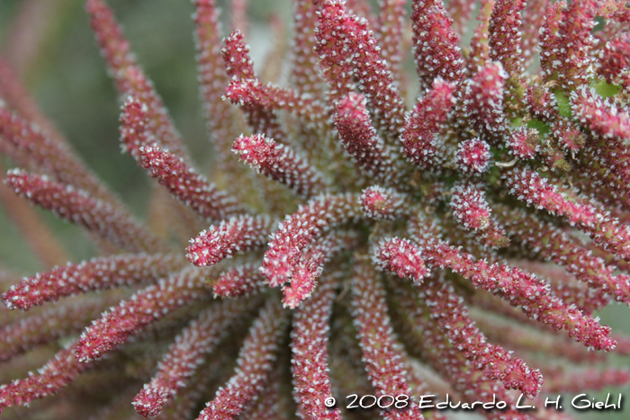 Gunnera manicata