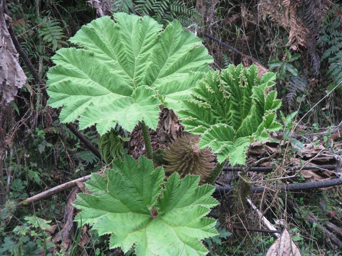 Gunnera manicata