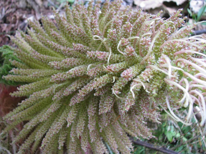 Gunnera manicata