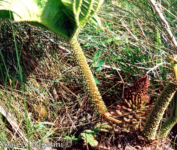 Gunnera manicata