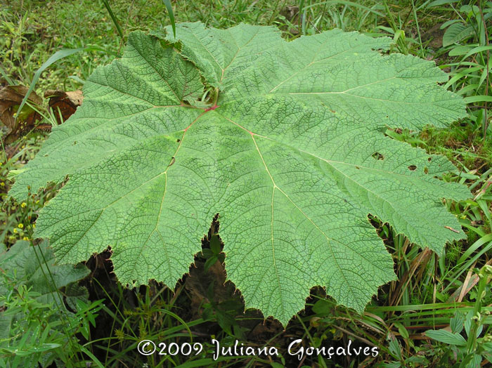 Gunnera manicata