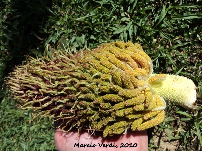 Gunnera manicata