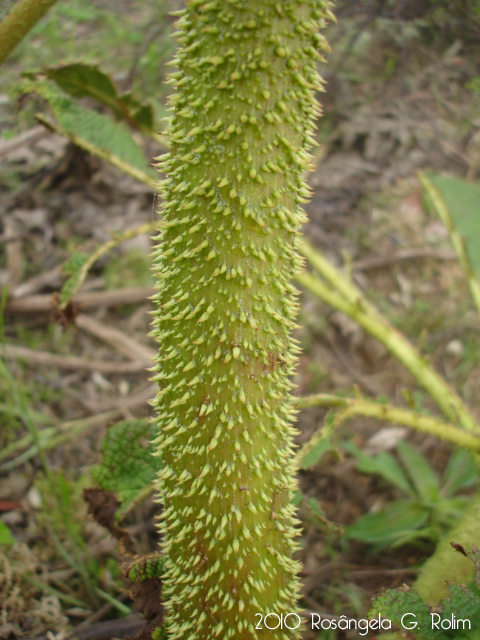 Gunnera manicata