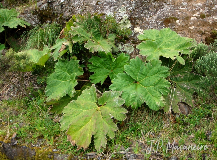 Gunnera manicata