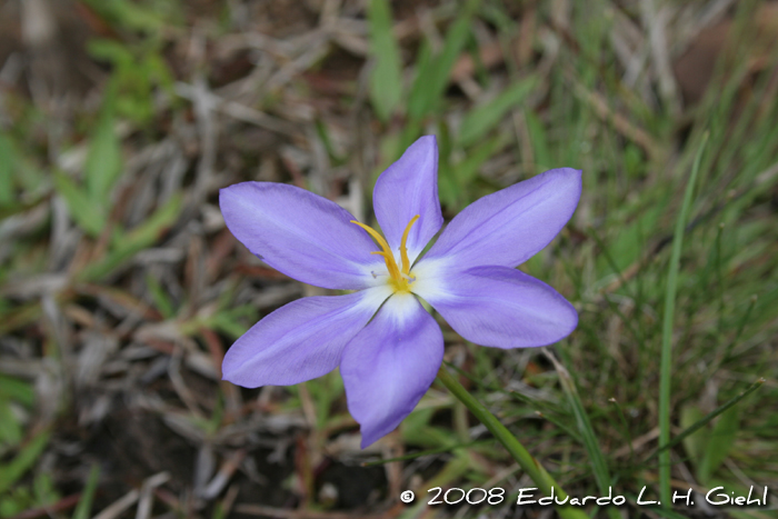 Calydorea crocoides