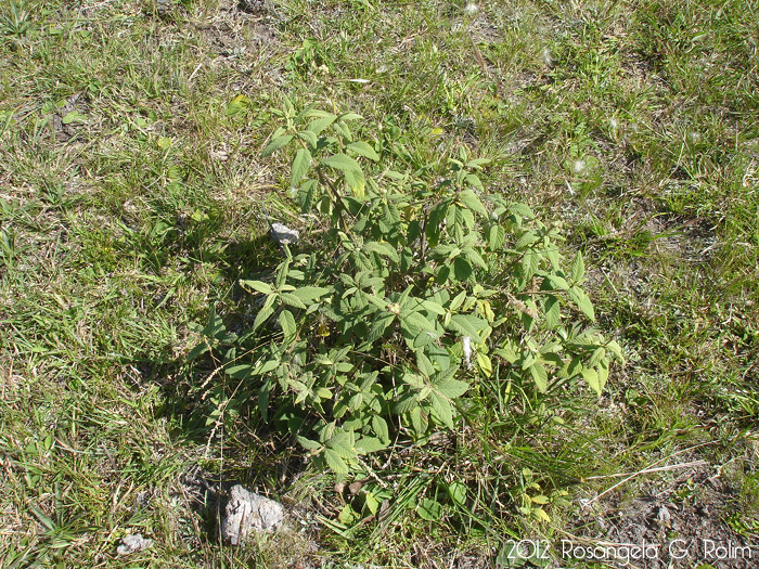 Varronia curassavica