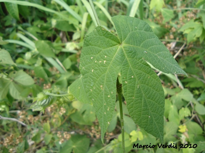 Dalechampia ficifolia