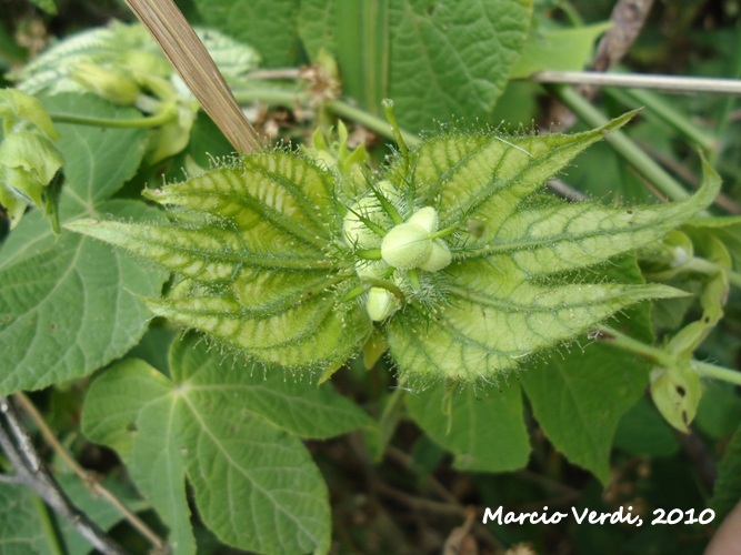 Dalechampia ficifolia