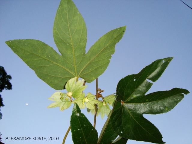 Dalechampia ficifolia