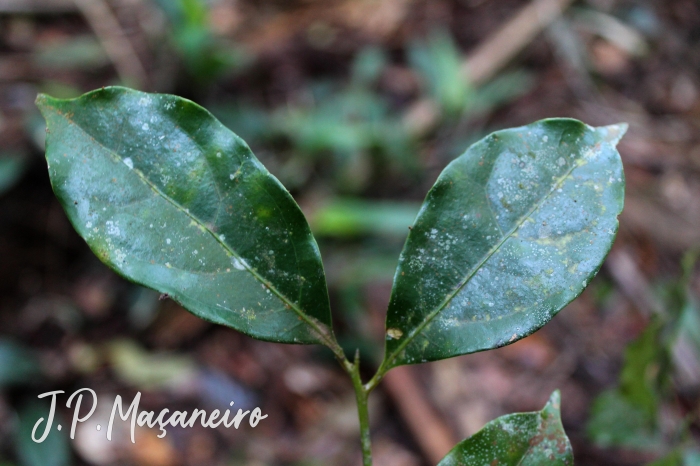 Ocotea teleiandra