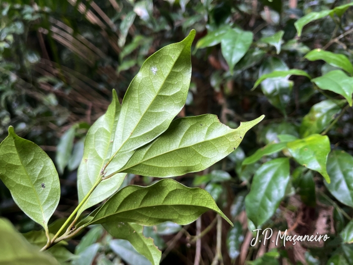 Ocotea teleiandra