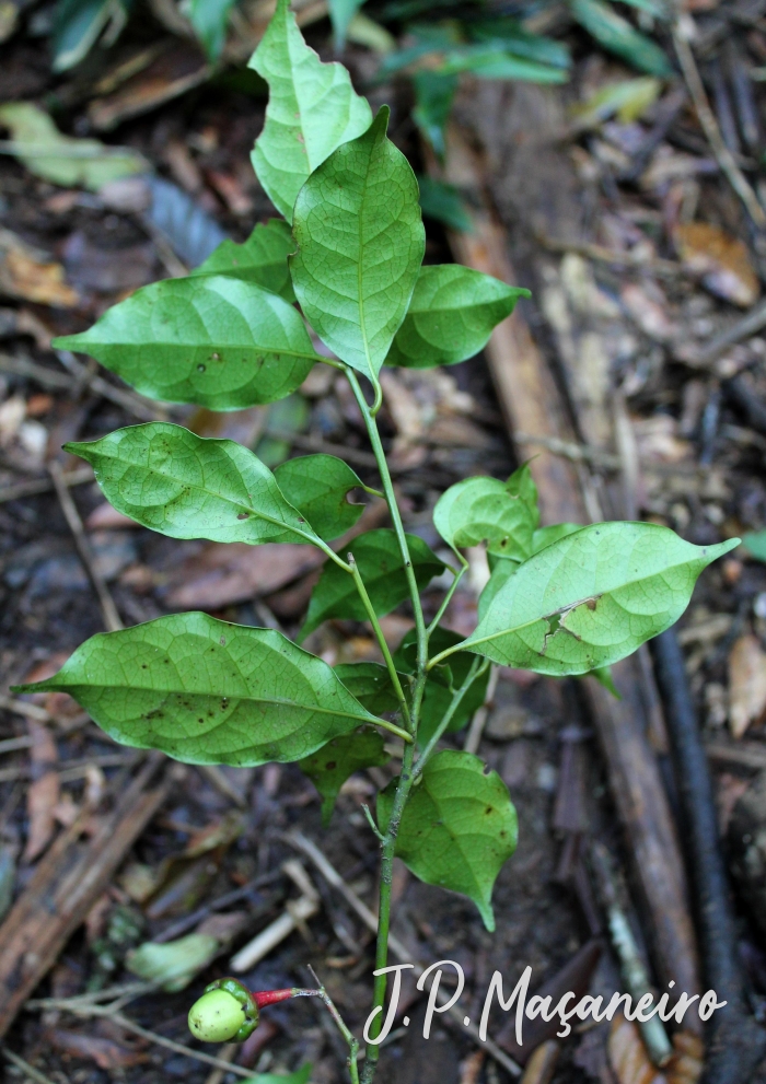 Ocotea teleiandra