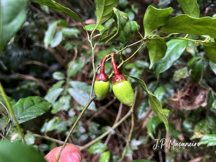 Ocotea teleiandra