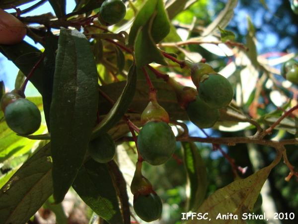 Cinnamomum sellowianum