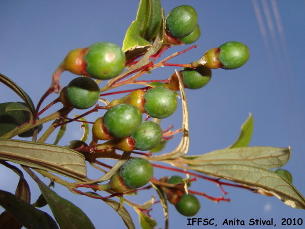 Cinnamomum sellowianum