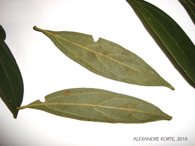 Cinnamomum sellowianum