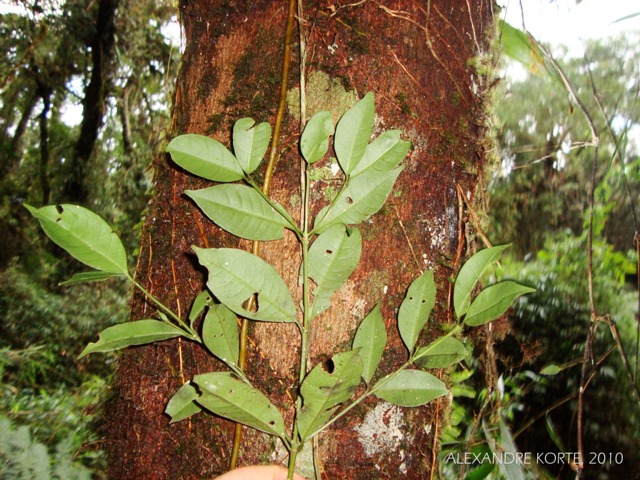 Faramea oligantha