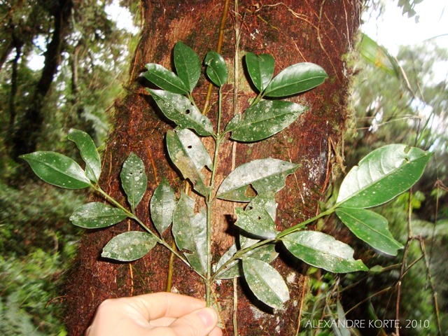 Faramea oligantha