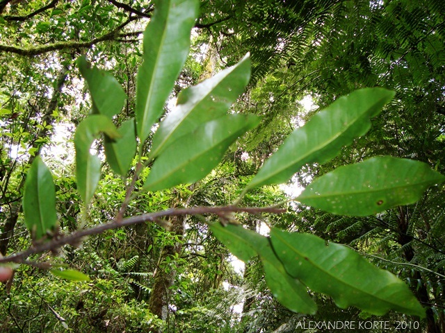 Aspidosperma ramiflorum