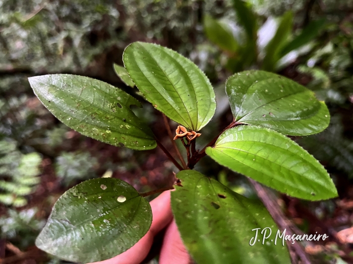 Bertolonia mosenii