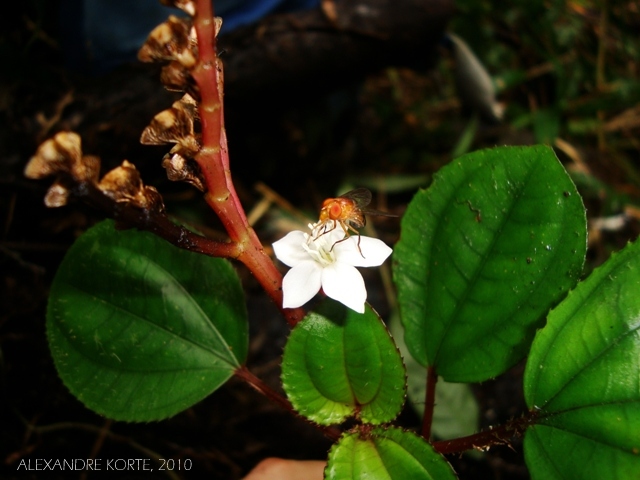 Bertolonia mosenii