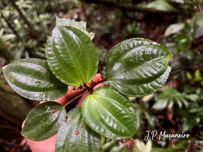 Bertolonia mosenii