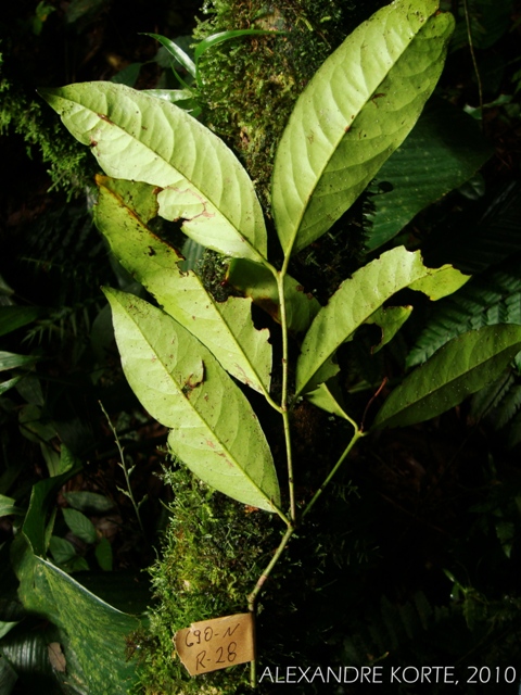 Salacia elliptica