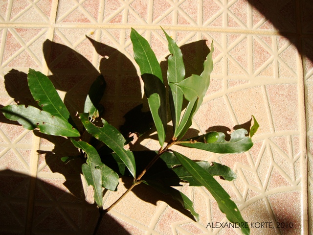 Ocotea lanata