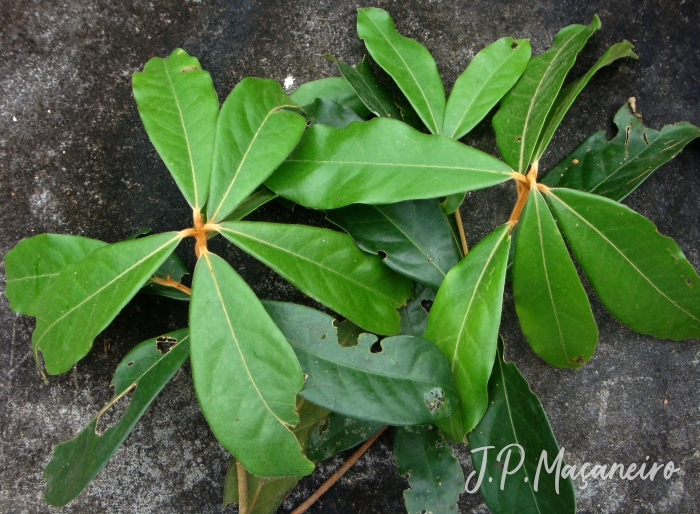 Ocotea lanata