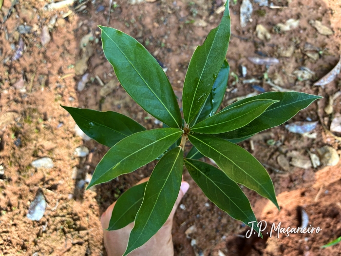 Ocotea lanata