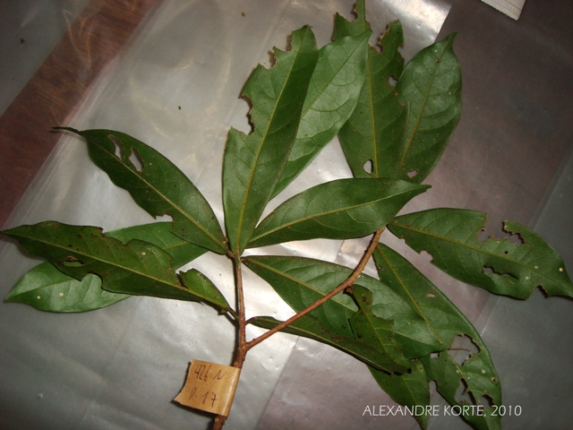 Ocotea lanata