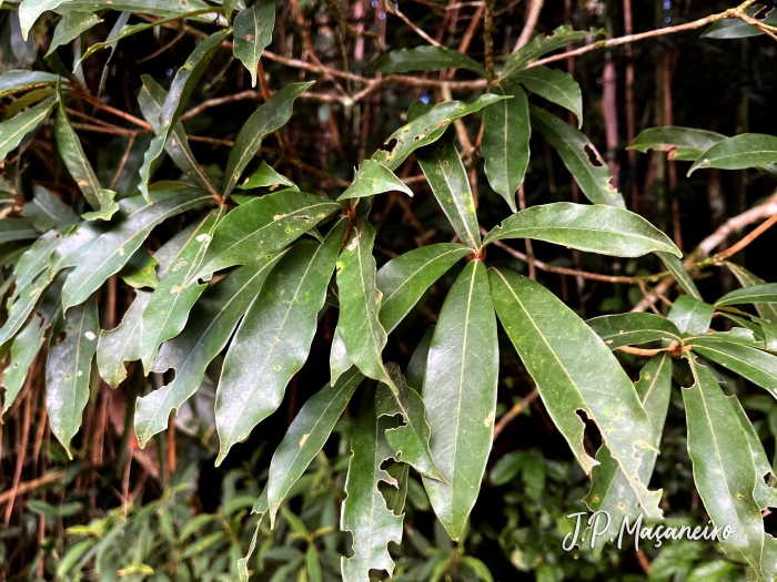 Ocotea lanata