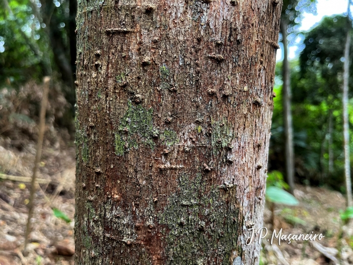 Ocotea lanata