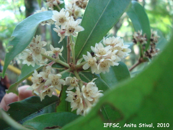 Ocotea lanata